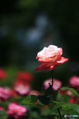短くも美しく燃えて