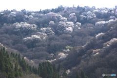山桜のある風景