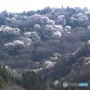 山桜のある風景