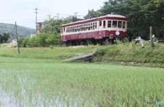 廃線　展示運転　４　　田んぼの横を走る