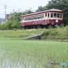 廃線　展示運転　４　　田んぼの横を走る