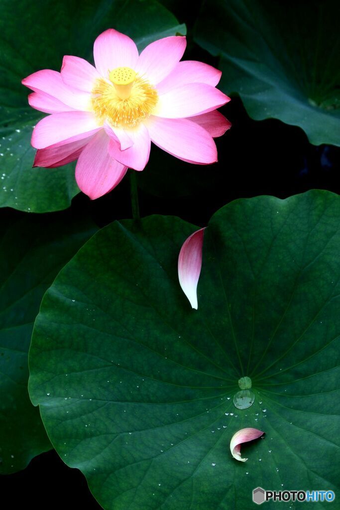 惜しむらくは花の命