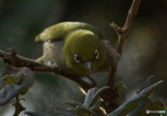 さあ、どれにしようかな