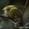 さあ、どれにしようかな