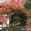 本堂裏門の紅葉