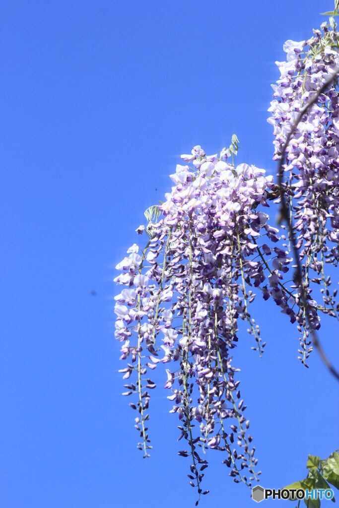 フジの花　垂れ下がる