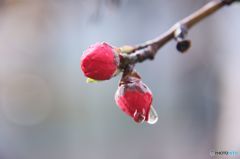 水の滴る
