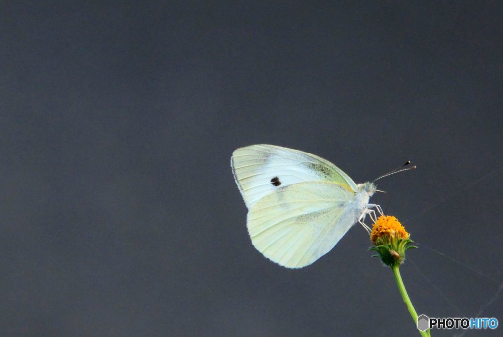 まいう～　ですか？