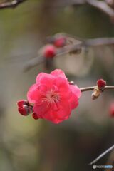 花桃一番咲き「