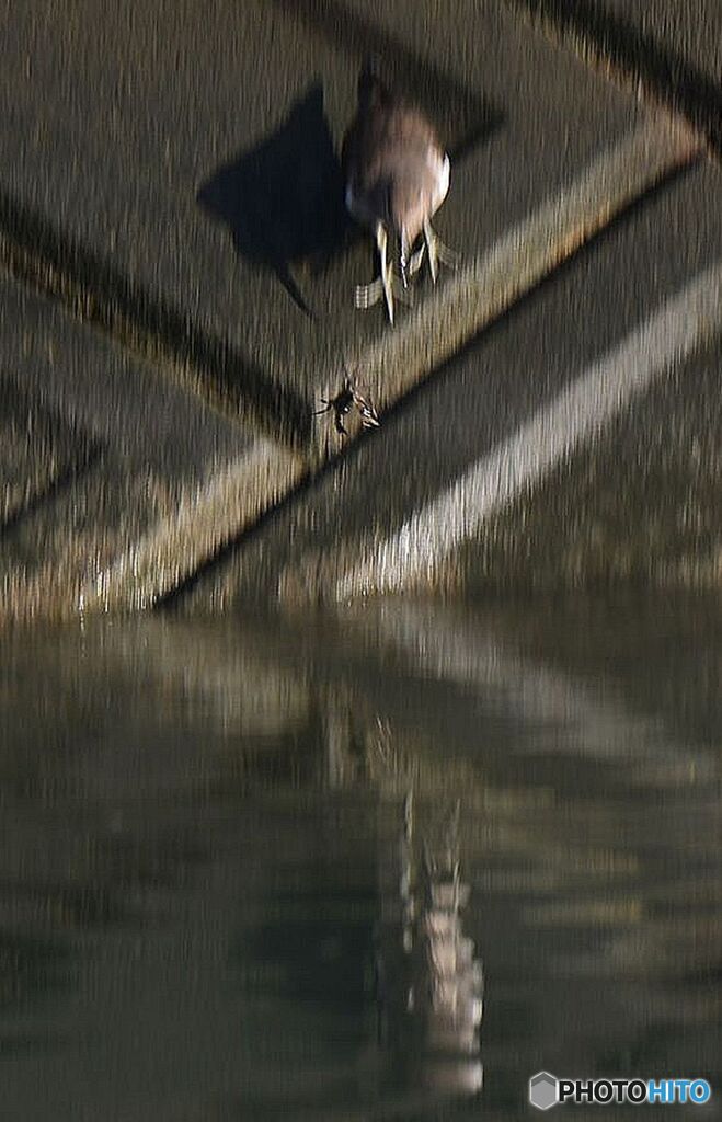 捉えた獲物を落とてしまった