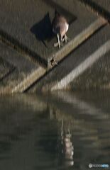 捉えた獲物を落とてしまった