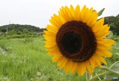 ひまわり