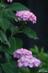 赤系統のアジサイ