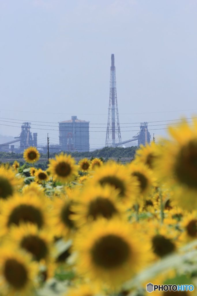 factory and sunflower