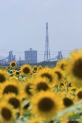 factory and sunflower