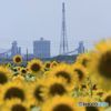 factory and sunflower