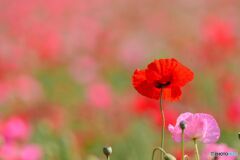 赤とピンクのポピー 赤とピンクのポピー