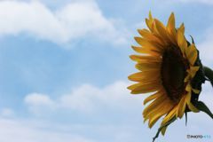 見上げてごらん・・・・・