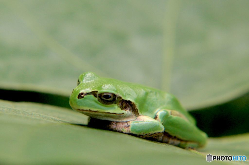 眠いんだから邪魔しないで