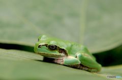 眠いんだから邪魔しないで 眠いんだから邪魔しないで