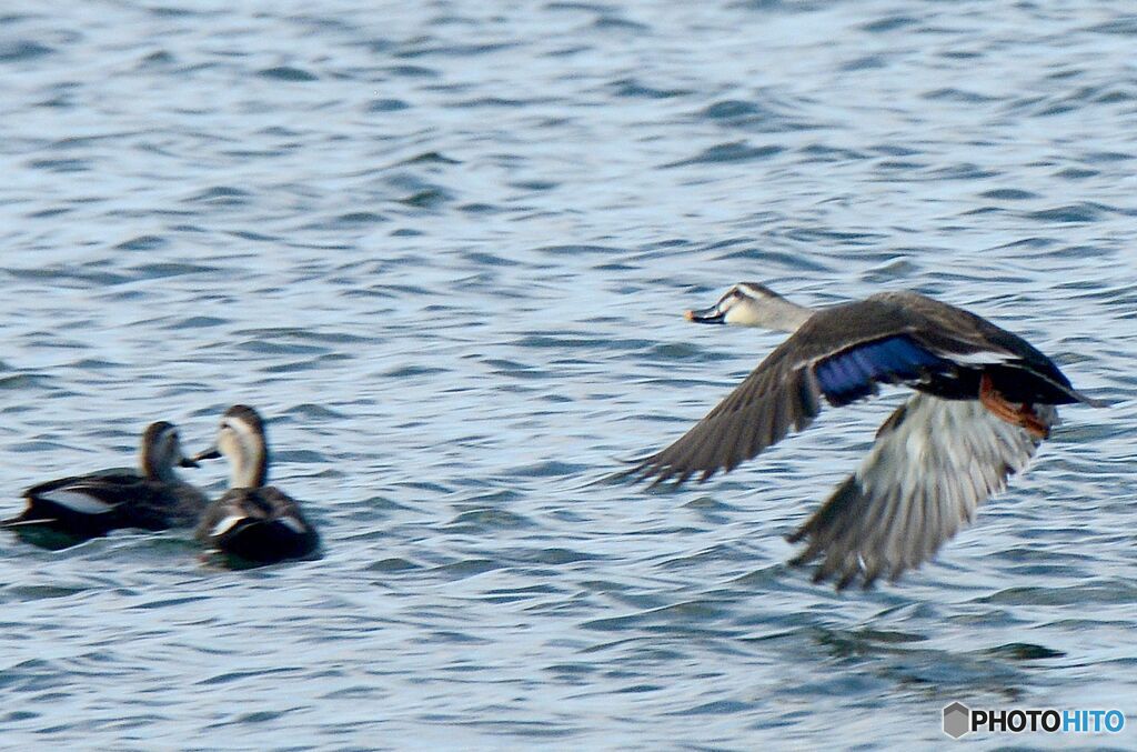 飛ぶ　カルガモ