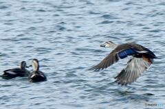 飛ぶ　カルガモ