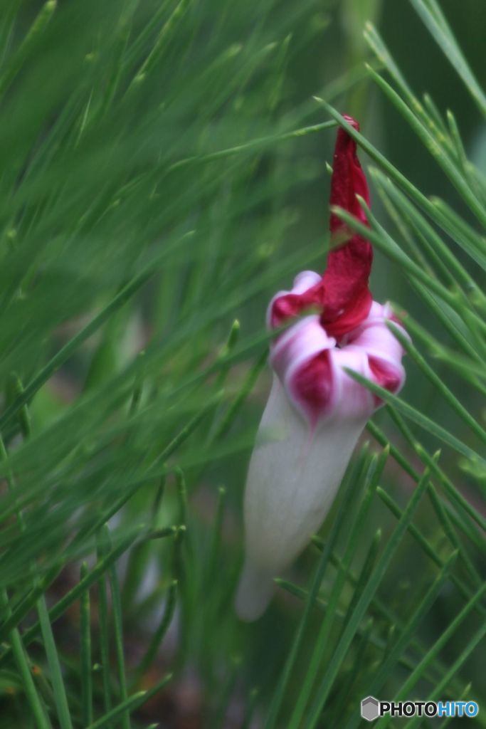 朝顔　蕾？
