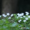 イチリンソウの群落