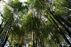 雑然とした竹林