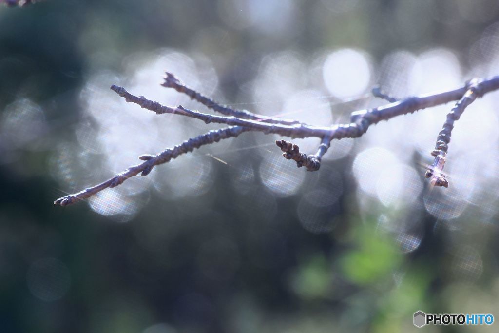 秋　すでに葉は落ちて