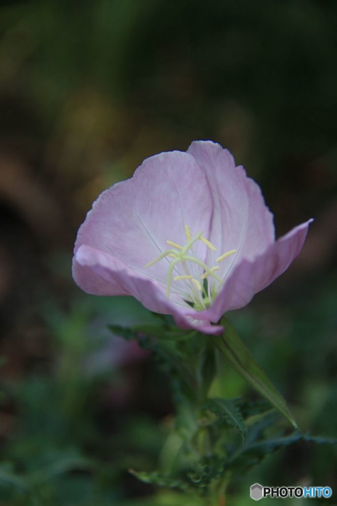 薄らとピンク色になった月見草