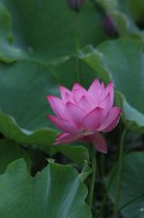 美　サイレント