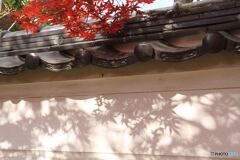 白い塀にモミジの影