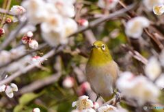 どの花にしようかな