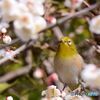 どの花にしようかな