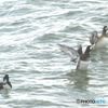 海の鴨