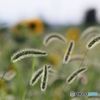 エノころ草の乱舞