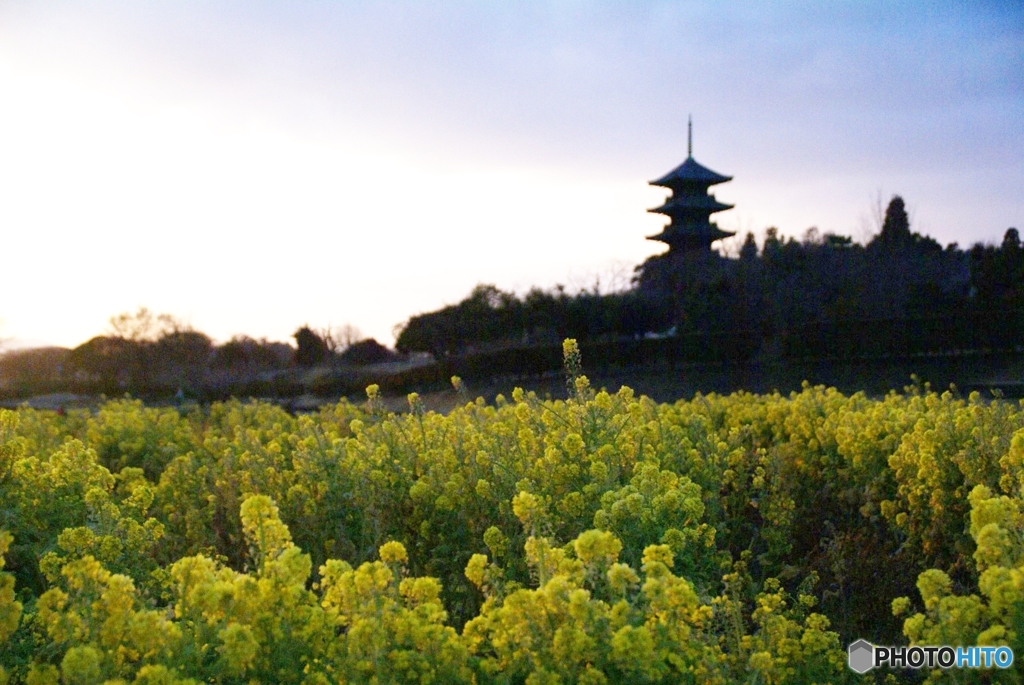 古い写真から　　塔と菜の花