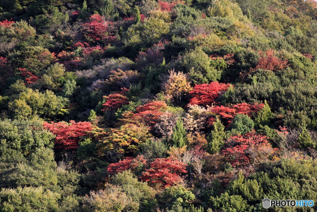 山の中腹の紅葉