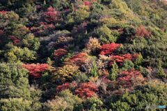 山の中腹の紅葉