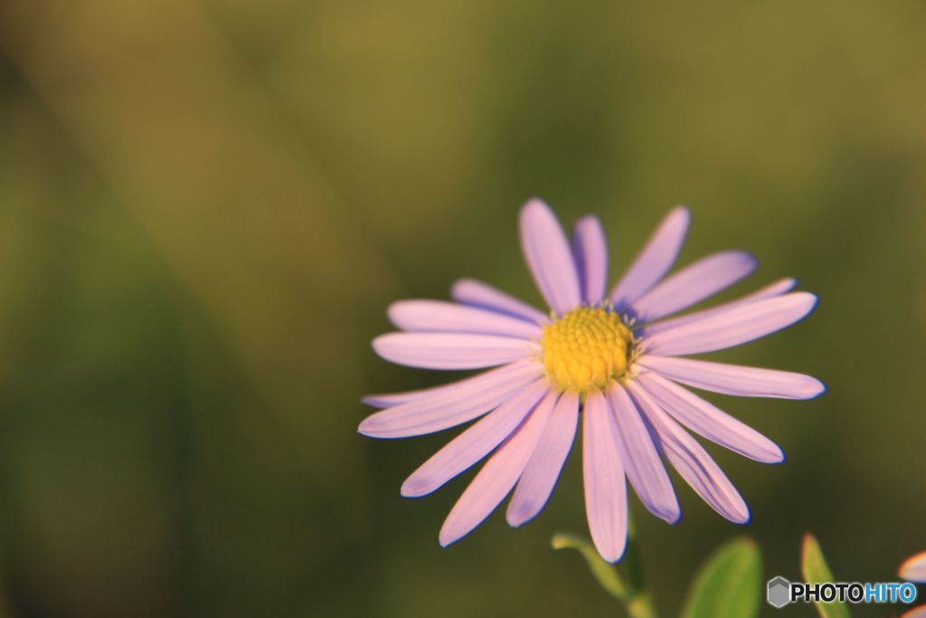 古い写真から　夕日を受けたノコンギク 