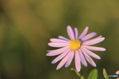 古い写真から　夕日を受けたノコンギク 