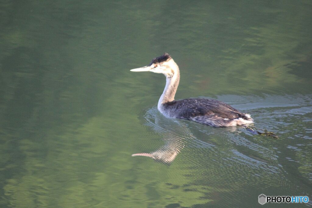 カンムリカイツブリ