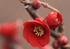 木瓜の花