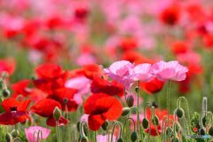 まだまだ咲くよ まだまだ咲くよ