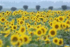 9月の　ヒマワリ畑 に　夏を見た