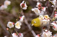 よし、決めたぞ！