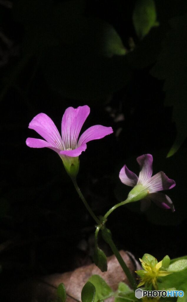 花　かたばみ
