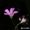 花　かたばみ