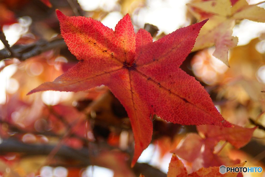 秋　楓の紅葉